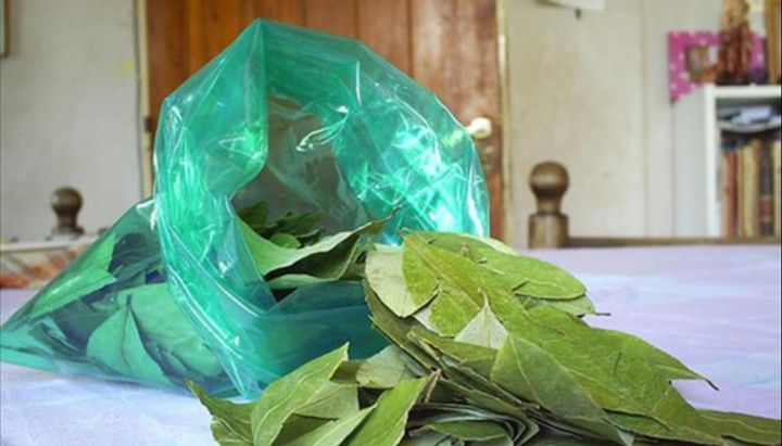 Salta y Jujuy darán hojas de coca gratis