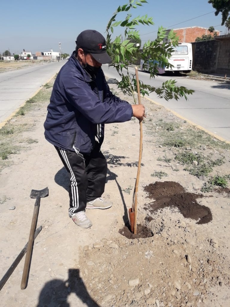 Nueva plantación de árboles en San Benito y San Francisco Solano