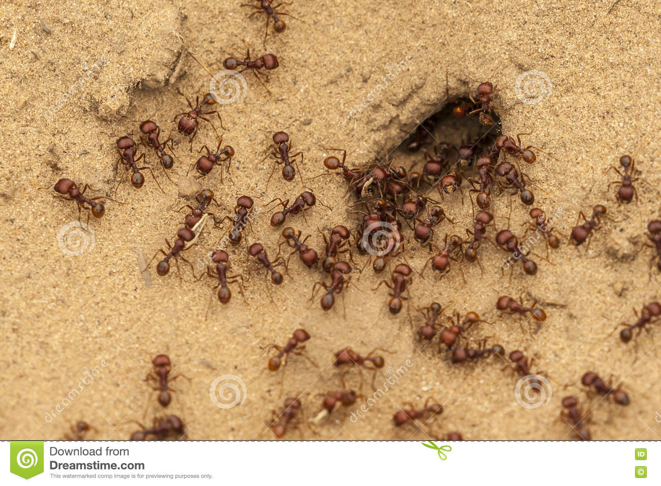 Esta semana, el PJ salteño se parecerá mucho a un «hormiguero pateáo» – Por: Daniel Salmoral