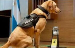 Caso Loan: Destacaron la participación de los canes adiestrados de la Policía de Salta