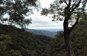 El Senado de la provincia aprobó y convirtió en ley el nuevo mapa de Ordenamiento Territorial de Bosques Nativos (OTBN)