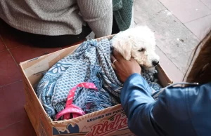 La Municipalidad realizó una jornada de castración masiva en el barrio 20 de Febrero. VIDEO/FOTOS