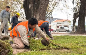 Colocaron el nuevo césped en la plaza Alvarado. FOTOS