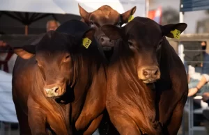 Balance positivo de la Provincia tras una nueva edición de la Expo Rural Salta