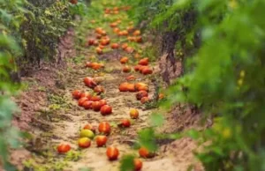 Productores salteños afectados por contrabando desde Bolivia y Paraguay: «Tiramos toneladas de tomate»
