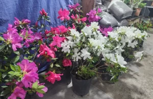 El anexo del mercado San Miguel recibe la primavera con una feria de plantas y flores. FOTOS