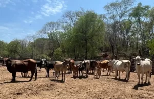 Impulsan un plan de mejora genética bovina en el norte provincial