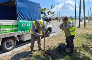El Plan Vial Zona Sur suma 120 árboles para una ciudad más fresca y sustentable. VIDEO/FOTOS