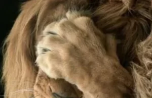 Milei: un león que se niega a ver la realidad – Por: Daniel Salmoral