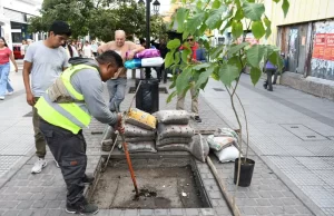 Ciudad: más árboles para potenciar sus beneficios ambientales y sociales. VIDEO/FOTOS