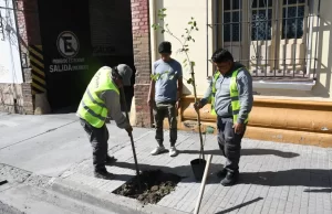 Más verde para la ciudad: el municipio repuso 300 árboles en el macrocentro. FOTOS