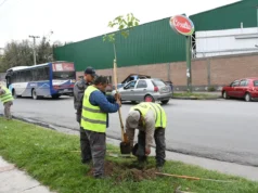 La plantación de nuevos árboles le dará mayor volumen verde a la Avda. Chile. FOTOS