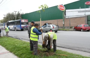 La plantación de nuevos árboles le dará mayor volumen verde a la Avda. Chile. FOTOS