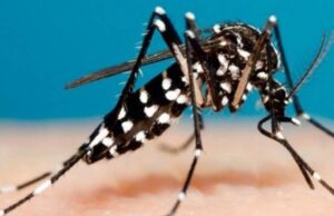 Fiebre chikungunya en el país: en Salta se concentra el 80% de los casos