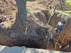Grave: La Municipalidad multó a Naturgy por la destrucción de árboles nativos en avenida Perón