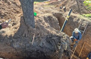 Grave: La Municipalidad multó a Naturgy por la destrucción de árboles nativos en avenida Perón