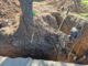 Grave: La Municipalidad multó a Naturgy por la destrucción de árboles nativos en avenida Perón